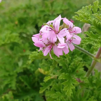 Citronella 500 Seeds - Mosquito Repellant Fresh Garden Home Plant Seeds - Tampa Home & Garden Store