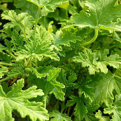 Citronella 500 Seeds - Mosquito Repellant Fresh Garden Home Plant Seeds - Tampa Home & Garden Store