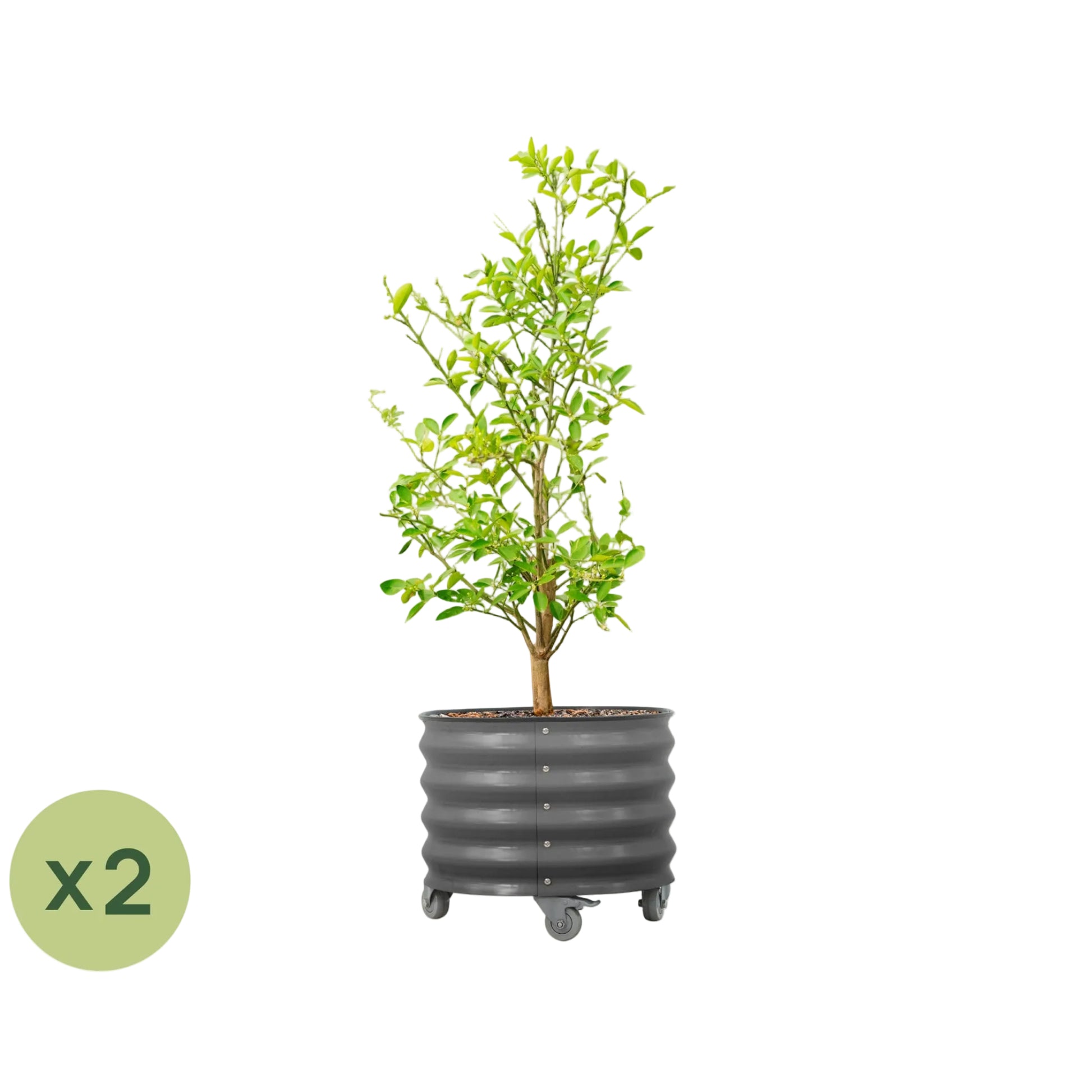 Vego Rolling Planter - 2 Pack of 20 Gallon - Tampa Home & Garden Store