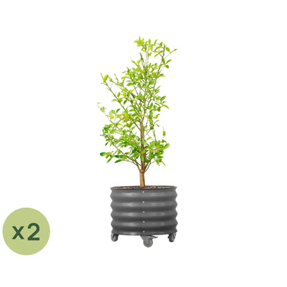 Vego Rolling Planter - 2 Pack of 20 Gallon - Tampa Home & Garden Store