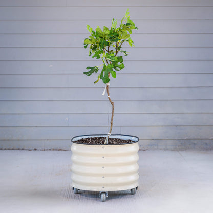 Classic Rolling Citrus Tree Planter - 2 Pack (20 Gallon) - Tampa Home & Garden Store