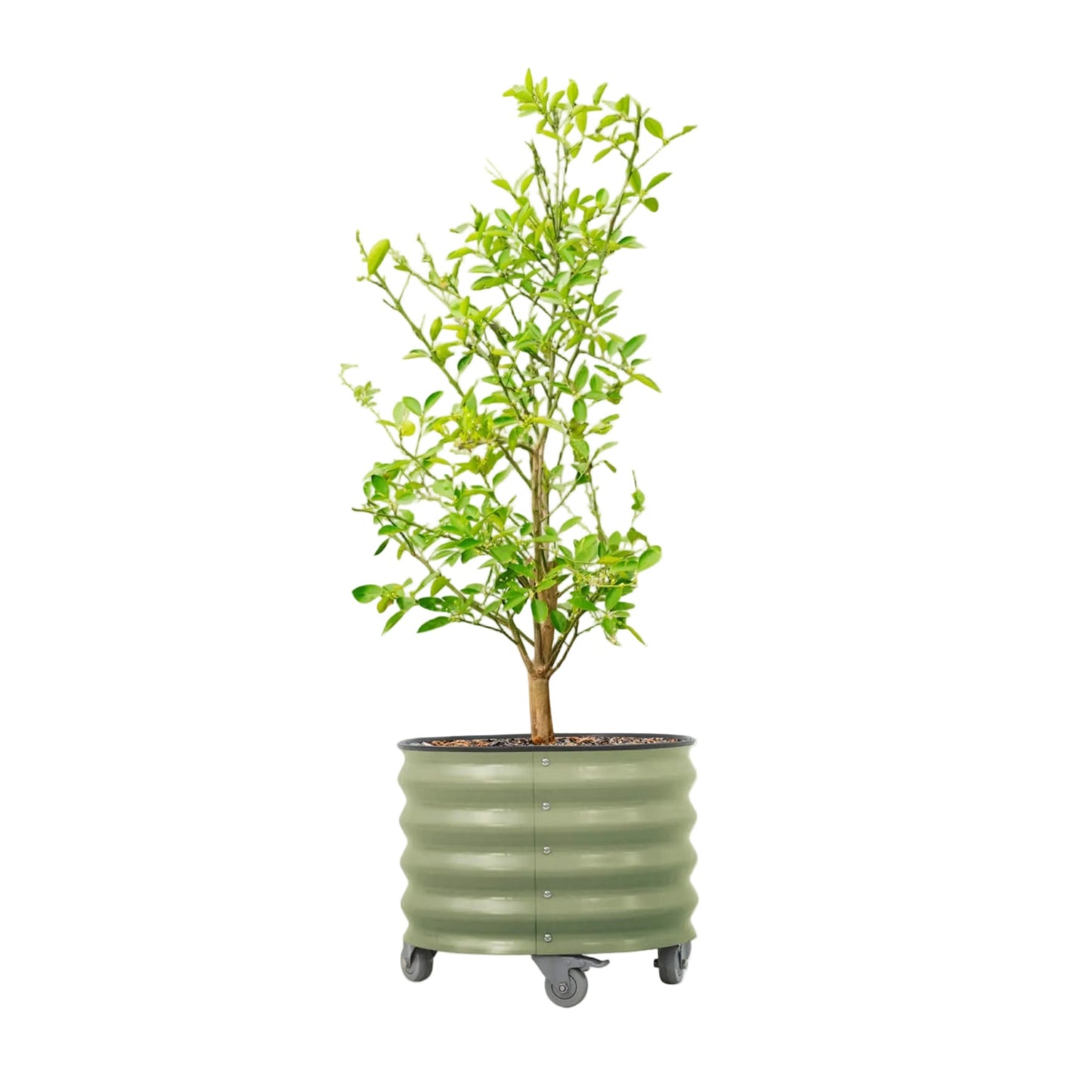  Vego Classic Rolling Planter 20 Gallon - Tampa Home & Garden Store