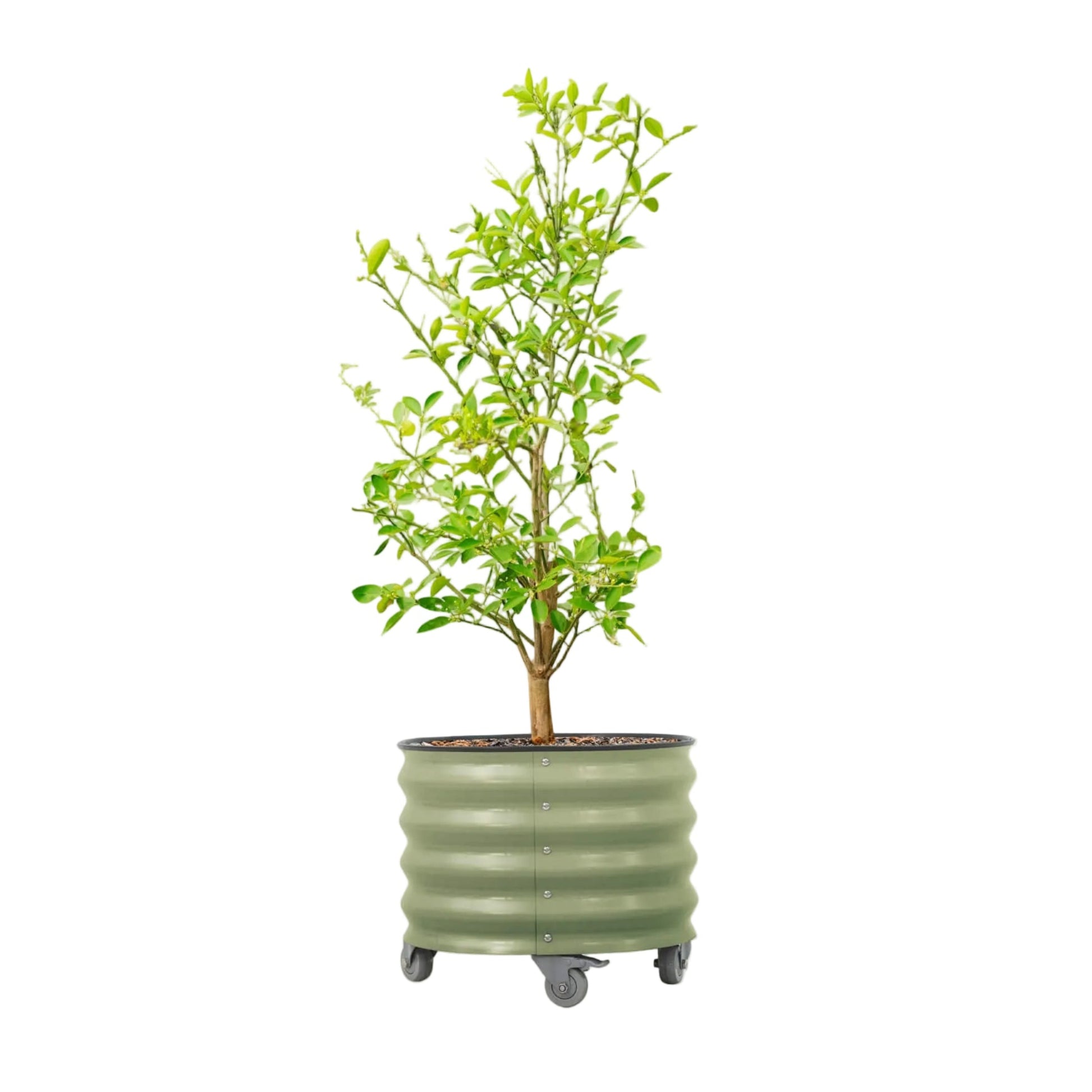  Vego Classic Rolling Planter 20 Gallon - Tampa Home & Garden Store