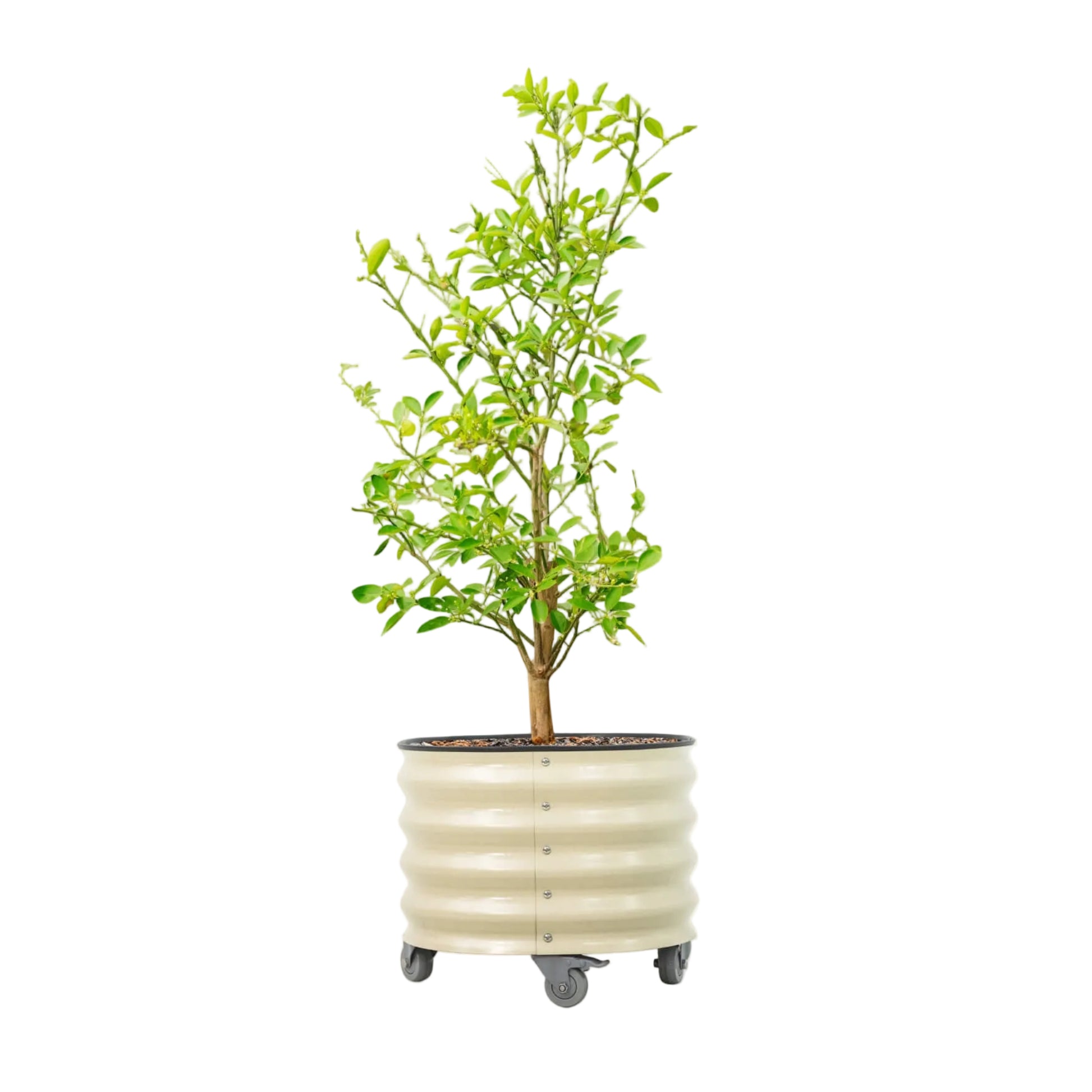 20 gallon Vego Rolling Planter white - Tampa Home & Garden Store