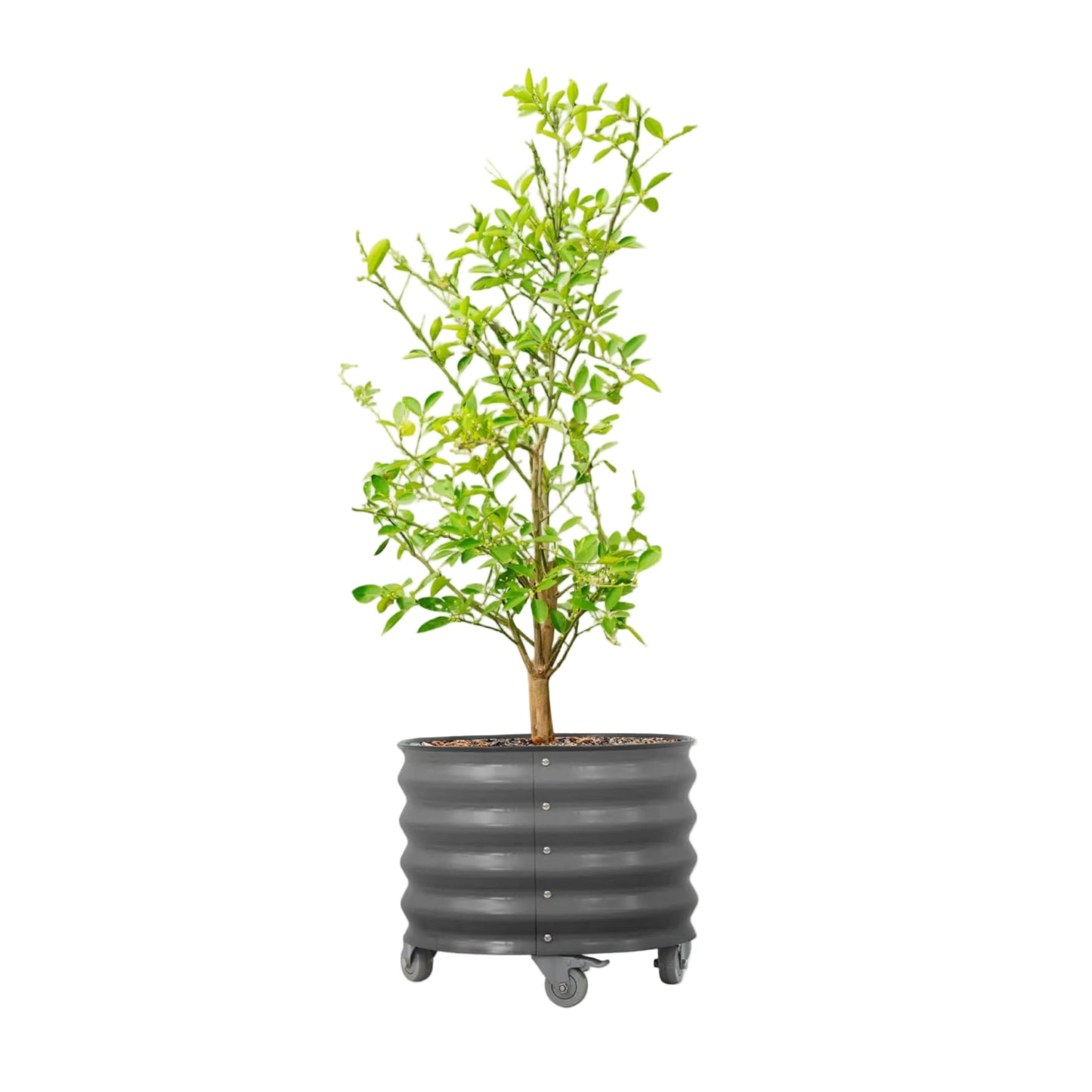 Vego20 gallon Rolling Citrus Tree Planter - in grey - Tampa Home & Garden Store0 gallon 