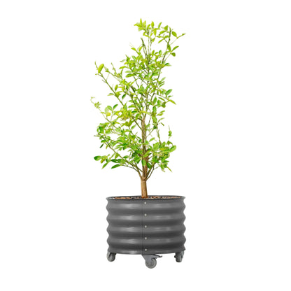 Vego20 gallon Rolling Citrus Tree Planter - in grey - Tampa Home & Garden Store0 gallon 