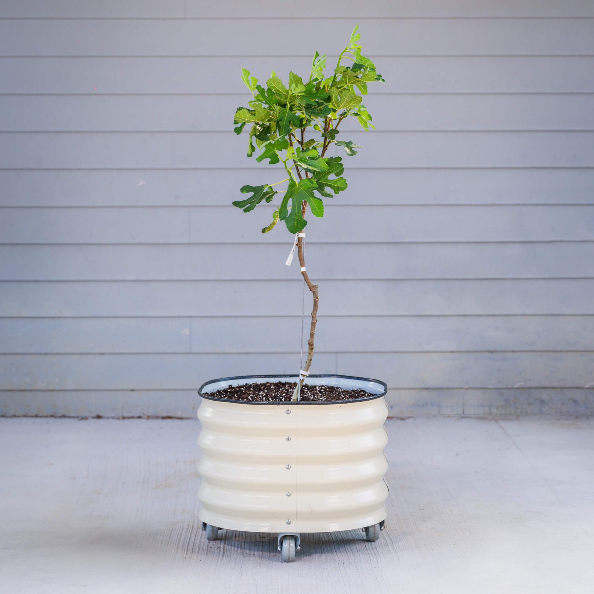 Classic Rolling Citrus Tree Planter - 20 Gallon - Tampa Home & Garden Store