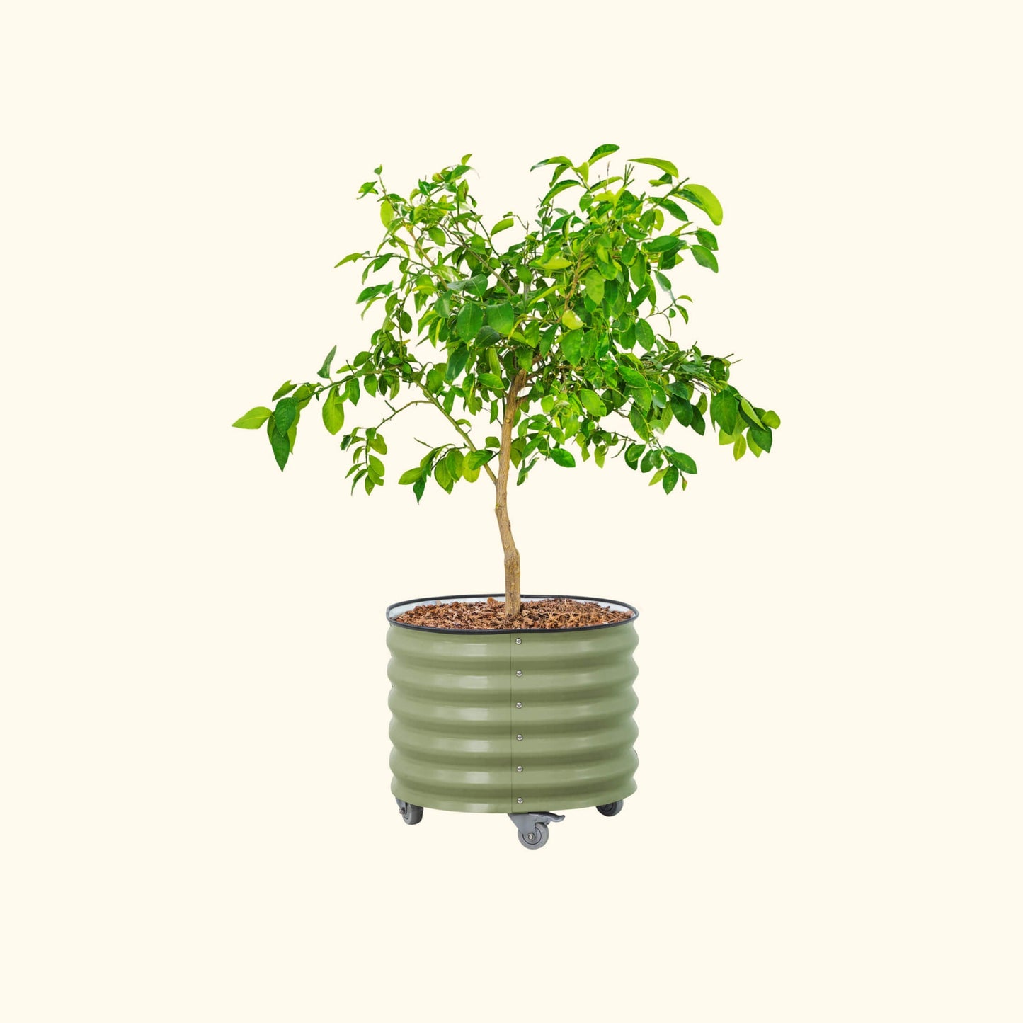 Classic Rolling Citrus Tree Planter - 30 Gallon - Tampa Home & Garden Store
