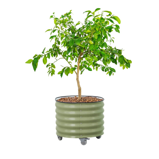Classic Rolling  Planter by Vego, show in green 30 Gallon - Tampa Home & Garden Store