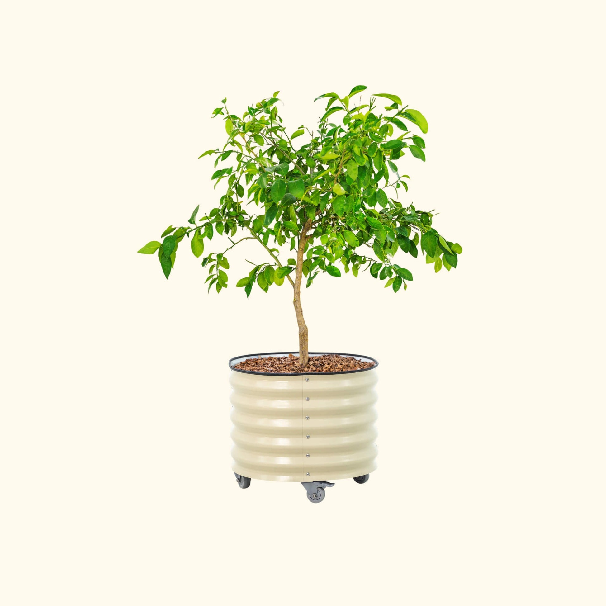 Classic Rolling Citrus Tree Planter - 30 Gallon - Tampa Home & Garden Store