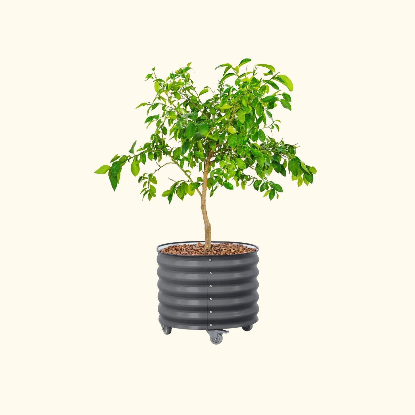 Classic Rolling Citrus Tree Planter - 30 Gallon - Tampa Home & Garden Store