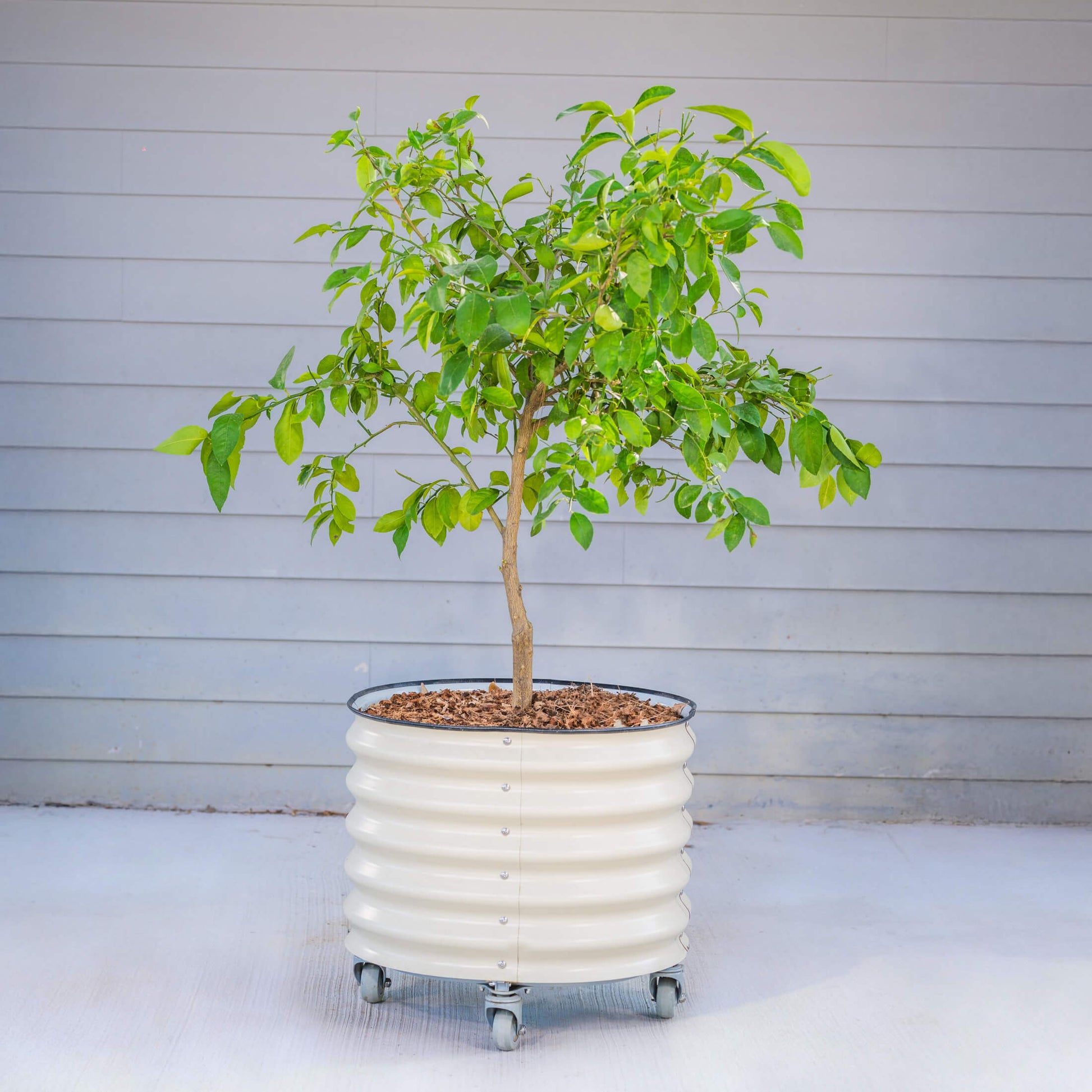 Classic Rolling Citrus Tree Planter - 30 Gallon - Tampa Home & Garden Store
