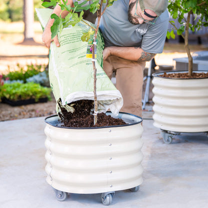Classic Rolling Citrus Tree Planter - 30 Gallon - Tampa Home & Garden Store