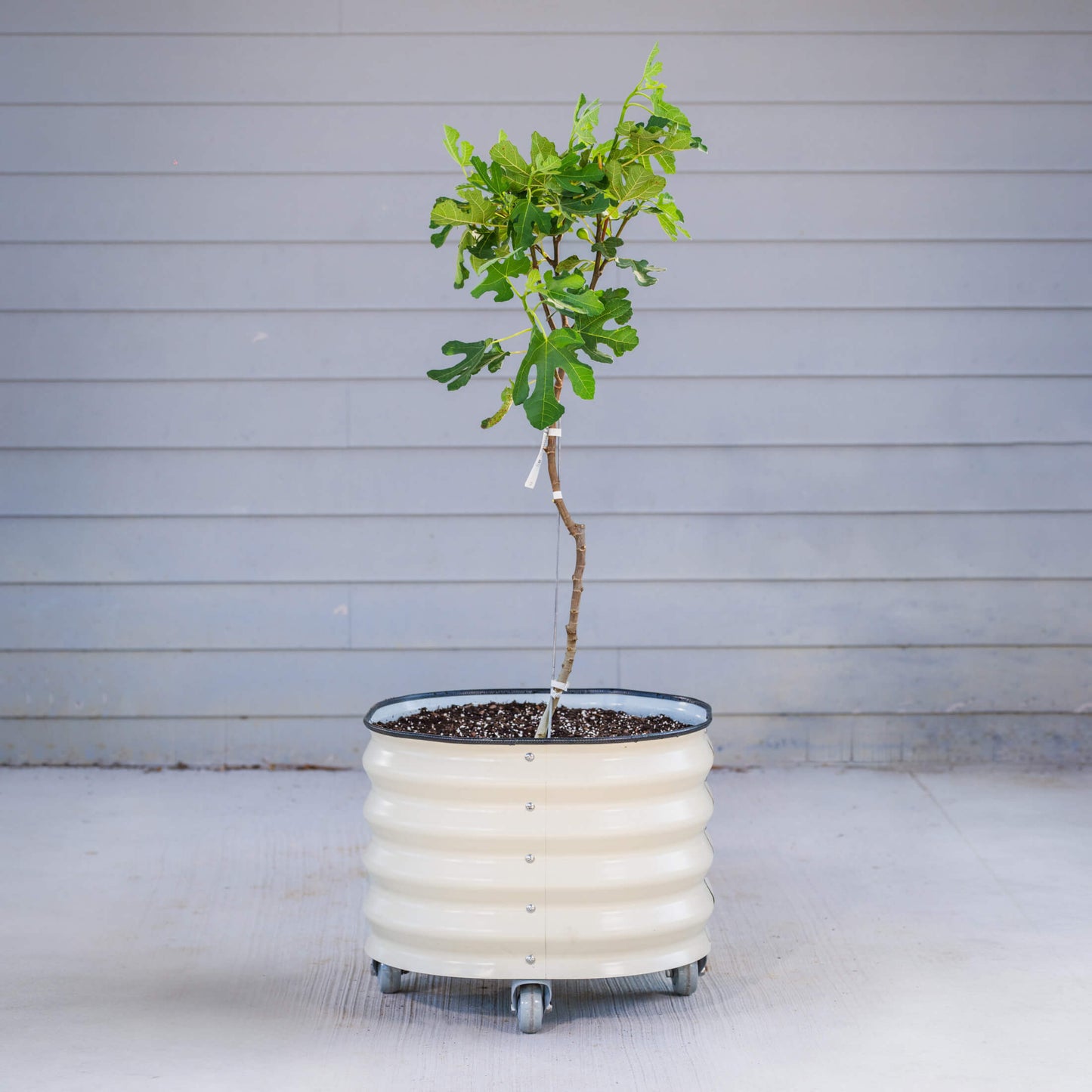 Classic Rolling Citrus Tree Planter - 45 Gallon - Tampa Home & Garden Store