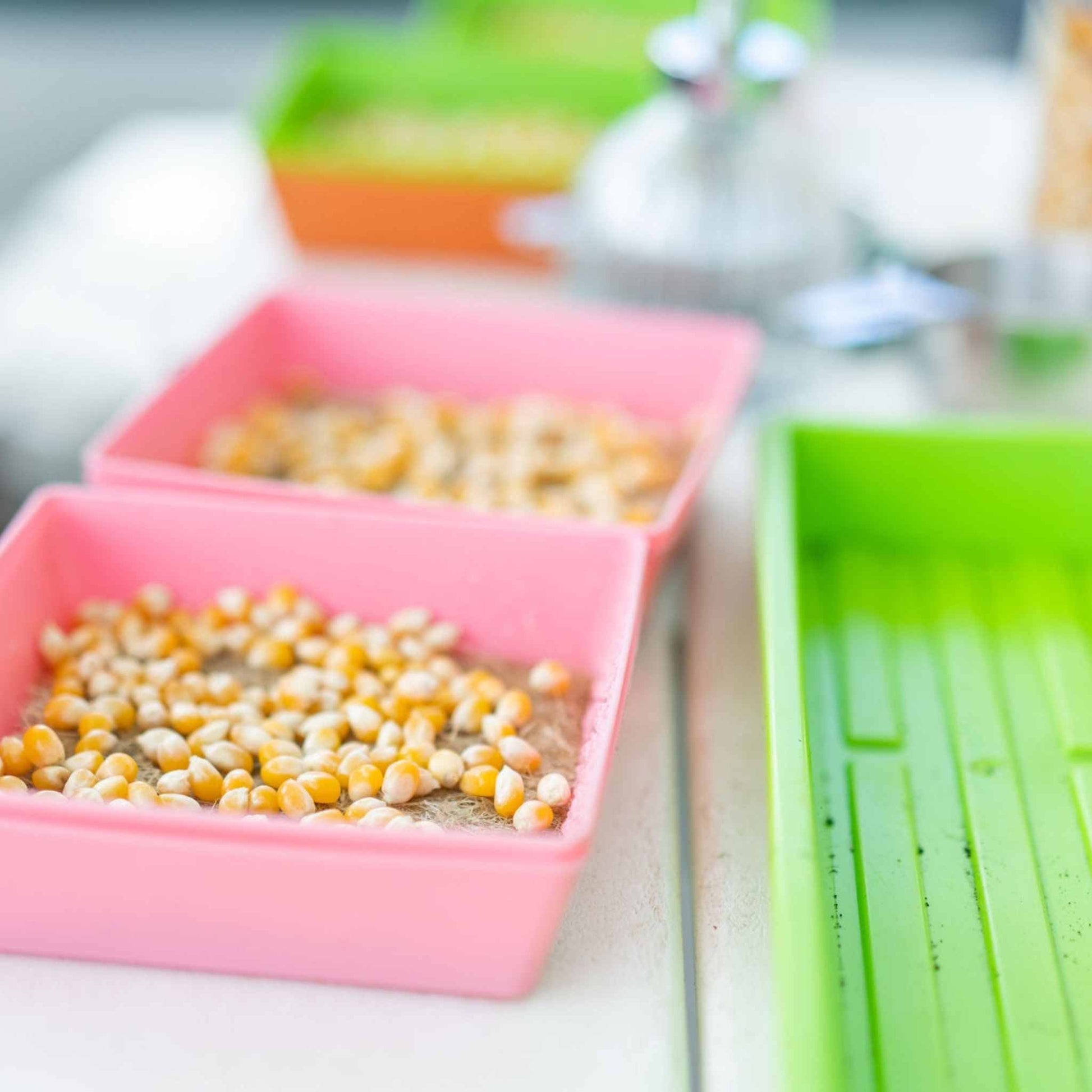 Classroom Microgreens Bundle - Tampa soil911.com