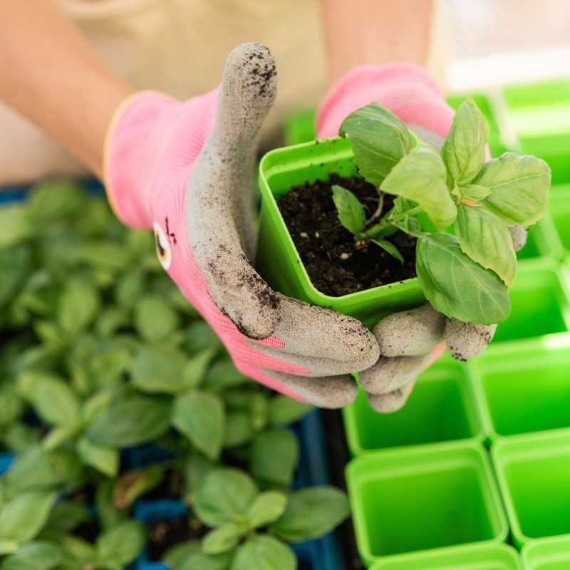 Classroom Seed Starting Bundle - Tampa soil911.com