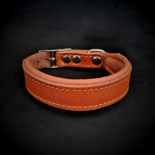 Clean Puppy Collar - Tampa Home & Garden Store