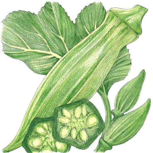 Clemson Spineless 80 Okra Seeds (Organic) - Tampa Home & Garden Store