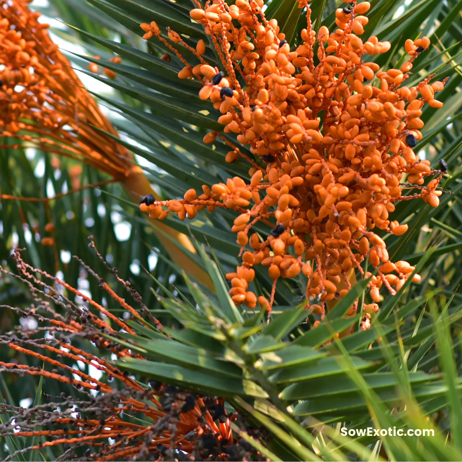 Cliff Date Seedling Phoenix reclinata tropical palm with orange fruit clusters Sow Exotic on Tampa Home & Garden Store