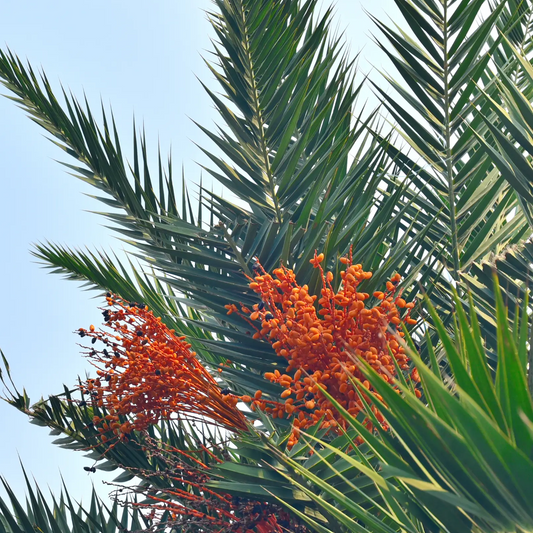 Cliff Date Seedling Phoenix reclinata tropical palm with orange fruit clusters Sow Exotic on Tampa Home & Garden Store