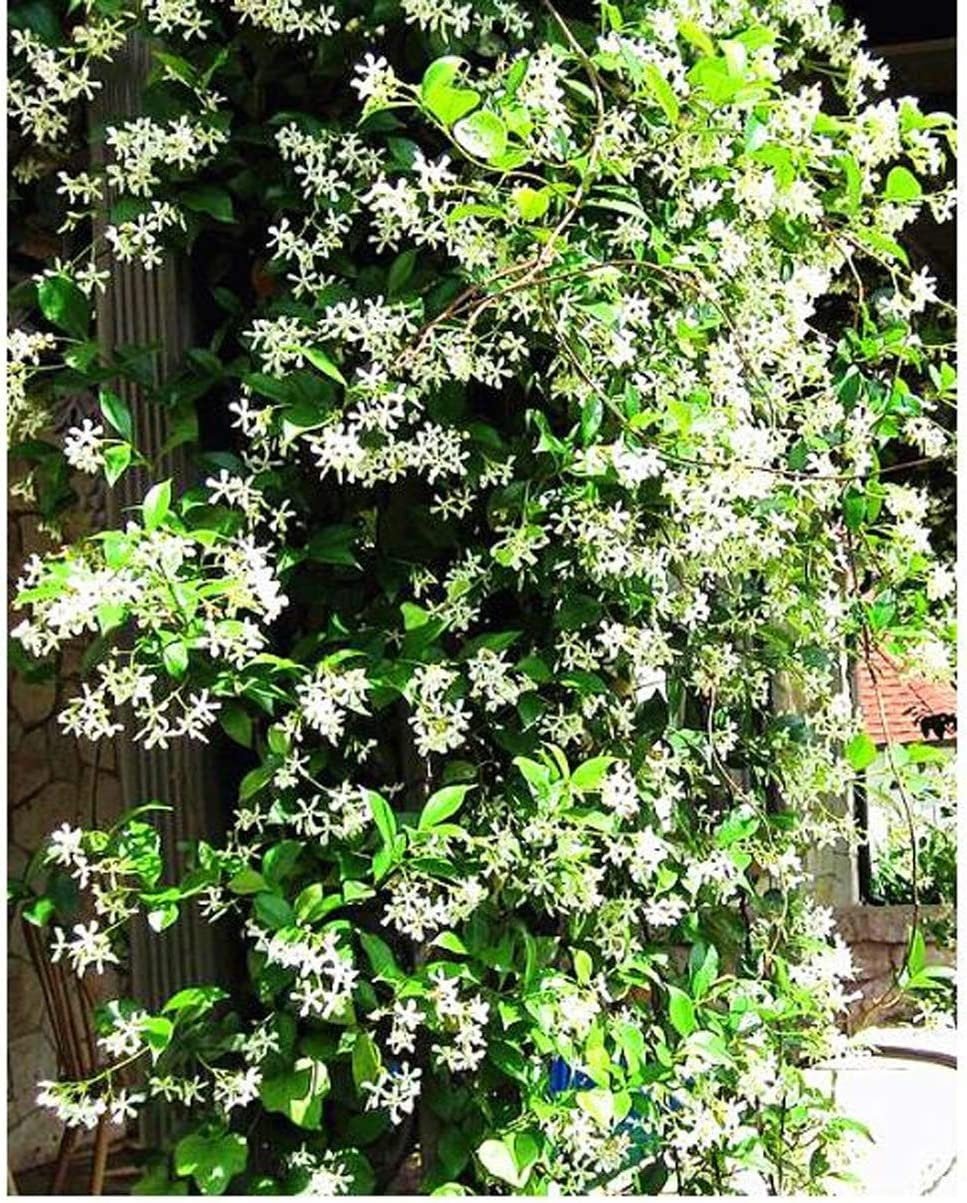 Climbing Jasmine Flower Seeds - Fragrant Plant Four Seasons Evergreen Silver Jasmine Non-Gmo - Tampa Home & Garden Store
