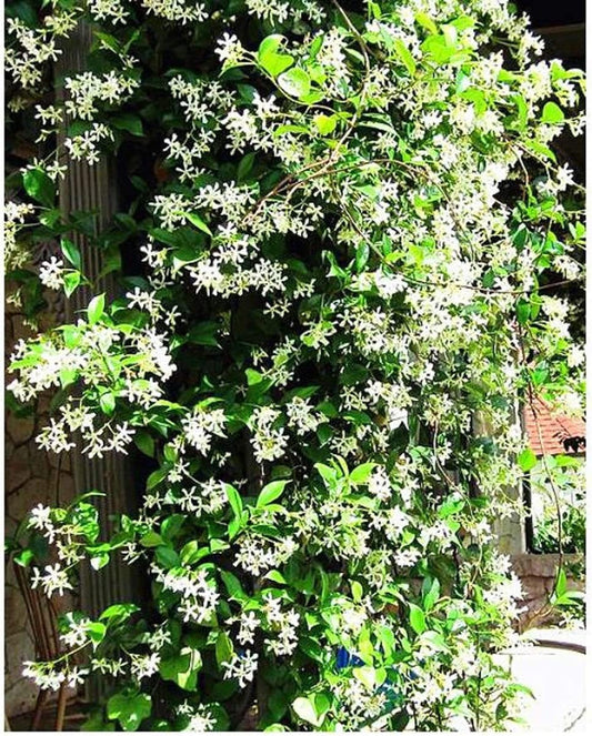 Climbing Jasmine Flower Seeds - Fragrant Plant Four Seasons Evergreen Silver Jasmine Non-Gmo - Tampa Home & Garden Store