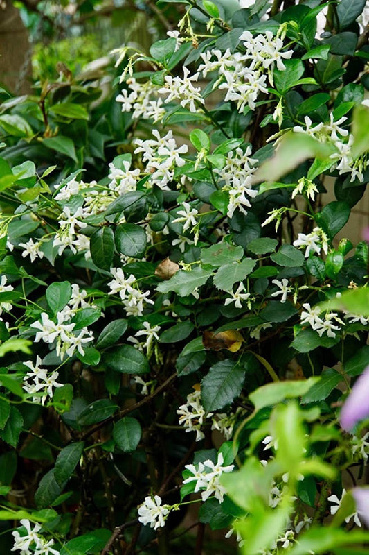 Climbing Jasmine Flower Seeds - Fragrant Plant Four Seasons Evergreen Silver Jasmine Non-Gmo - Tampa Home & Garden Store