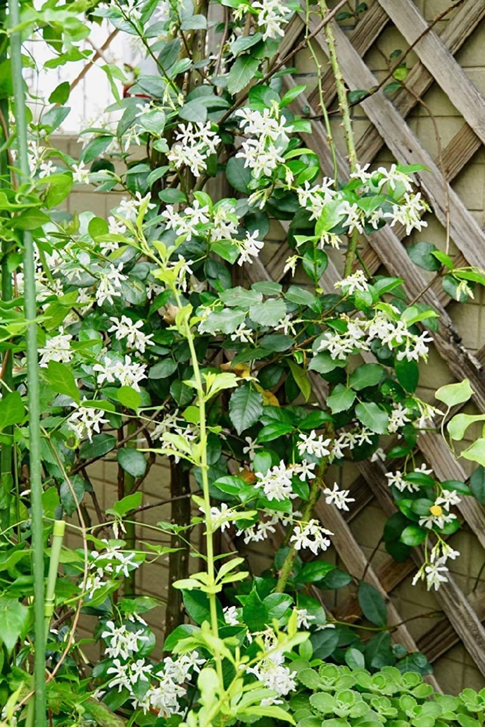 Climbing Jasmine Flower Seeds - Fragrant Plant Four Seasons Evergreen Silver Jasmine Non-Gmo - Tampa Home & Garden Store