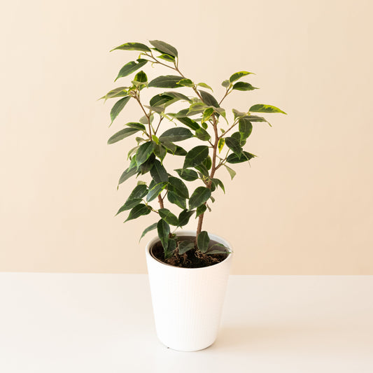 Cling-On® Anastasia - Tampa Home & Garden Store