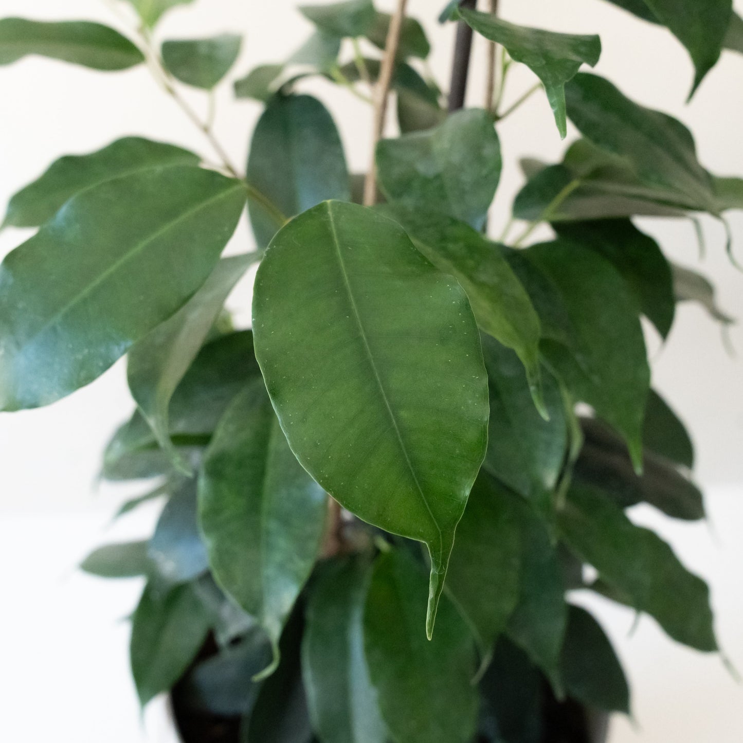 Cling-On® Danielle - Tampa Home & Garden Store