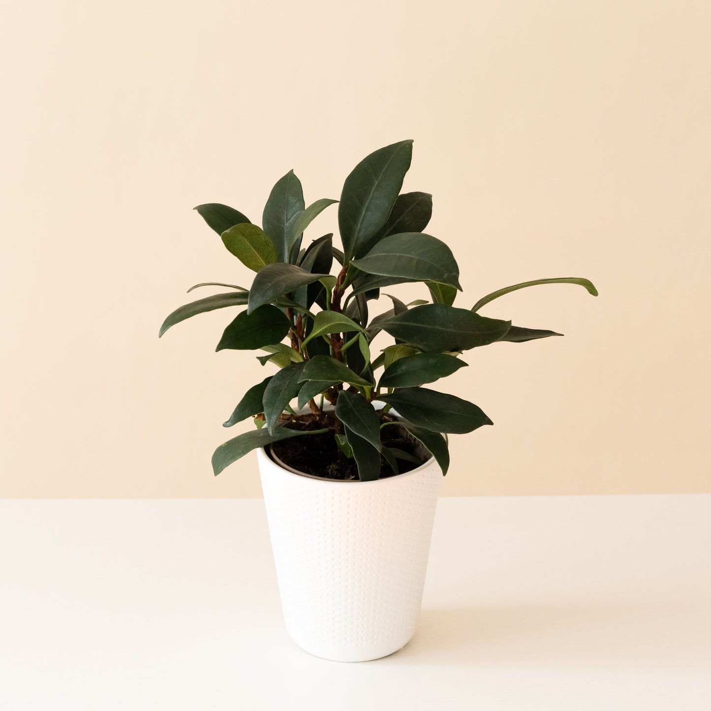 Cling-On® Mini Zen™ - Tampa Home & Garden Store