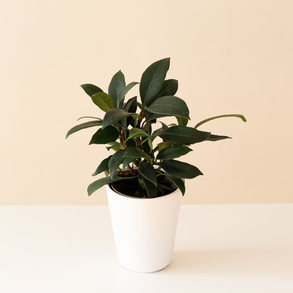 Cling-On® Mini Zen™ - Tampa Home & Garden Store