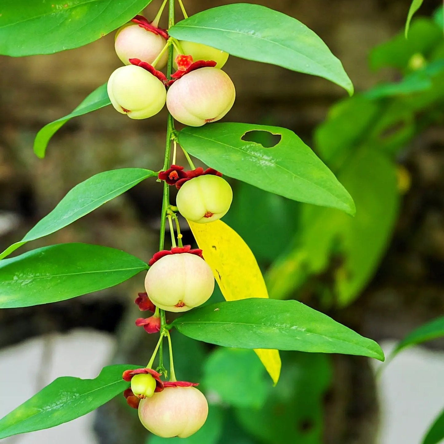 Katuk herb Sauropus androgynus plant with pale berries along a slender stem and leaves on a stalk on Tampa Home & Garden Store