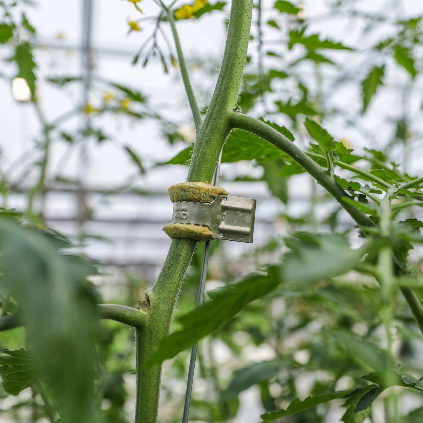 Qlipr Trellising System