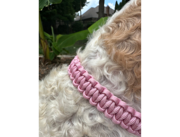 Cobra Braid in Pink & White Stripes - Handmade Dog Collar - Tampa Home & Garden Store