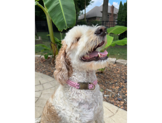 Cobra Braid in Pink & White Stripes - Handmade Dog Collar - Tampa Home & Garden Store