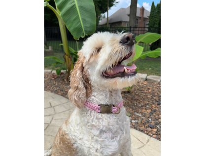 Cobra Braid in Pink & White Stripes - Handmade Dog Collar - Tampa Home & Garden Store