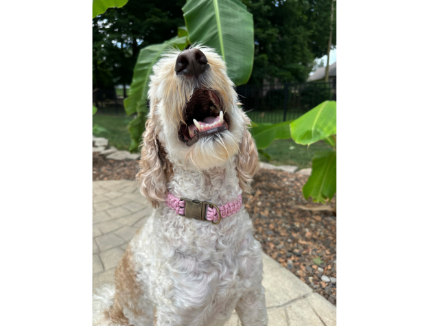 Cobra Braid in Pink & White Stripes - Handmade Dog Collar - Tampa Home & Garden Store