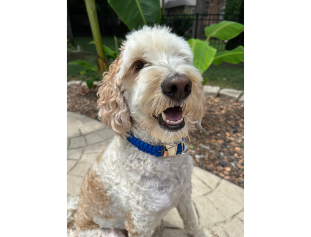 Cobra Braid in Royal Blue - Handmade Dog Collar - Tampa Home & Garden Store