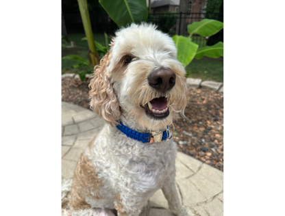 Cobra Braid in Royal Blue - Handmade Dog Collar - Tampa Home & Garden Store