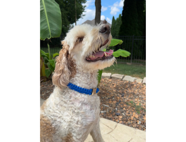 Cobra Braid in Royal Blue - Handmade Dog Collar - Tampa Home & Garden Store