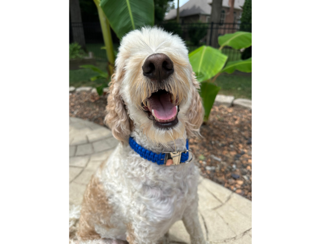 Cobra Braid in Royal Blue - Handmade Dog Collar - Tampa Home & Garden Store