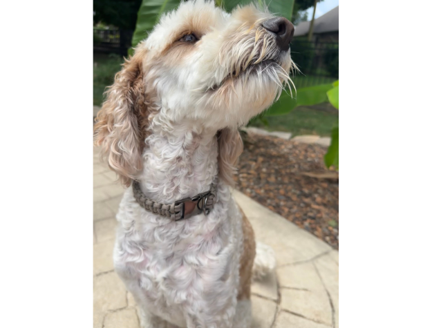Cobra Braid in Tan - Handmade Dog Collar - Tampa Home & Garden Store