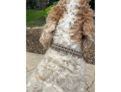 Cobra Braid in Tan - Handmade Dog Collar - Tampa Home & Garden Store