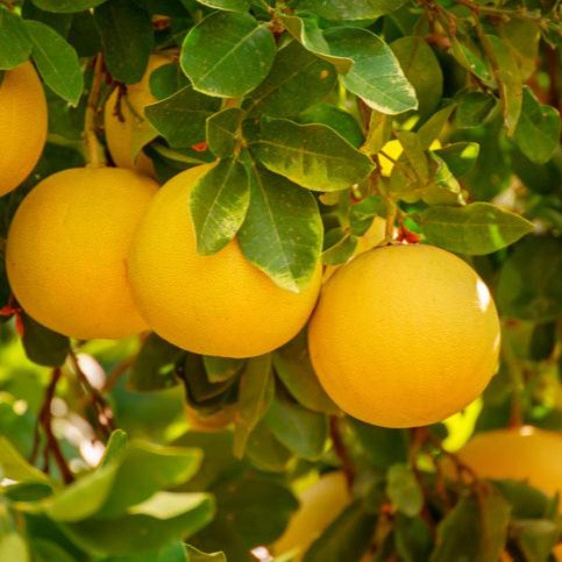 Cocktail semi-dwarf grapefruit tree with yellow fruits and glossy green leaves on Tampa Home & Garden Store