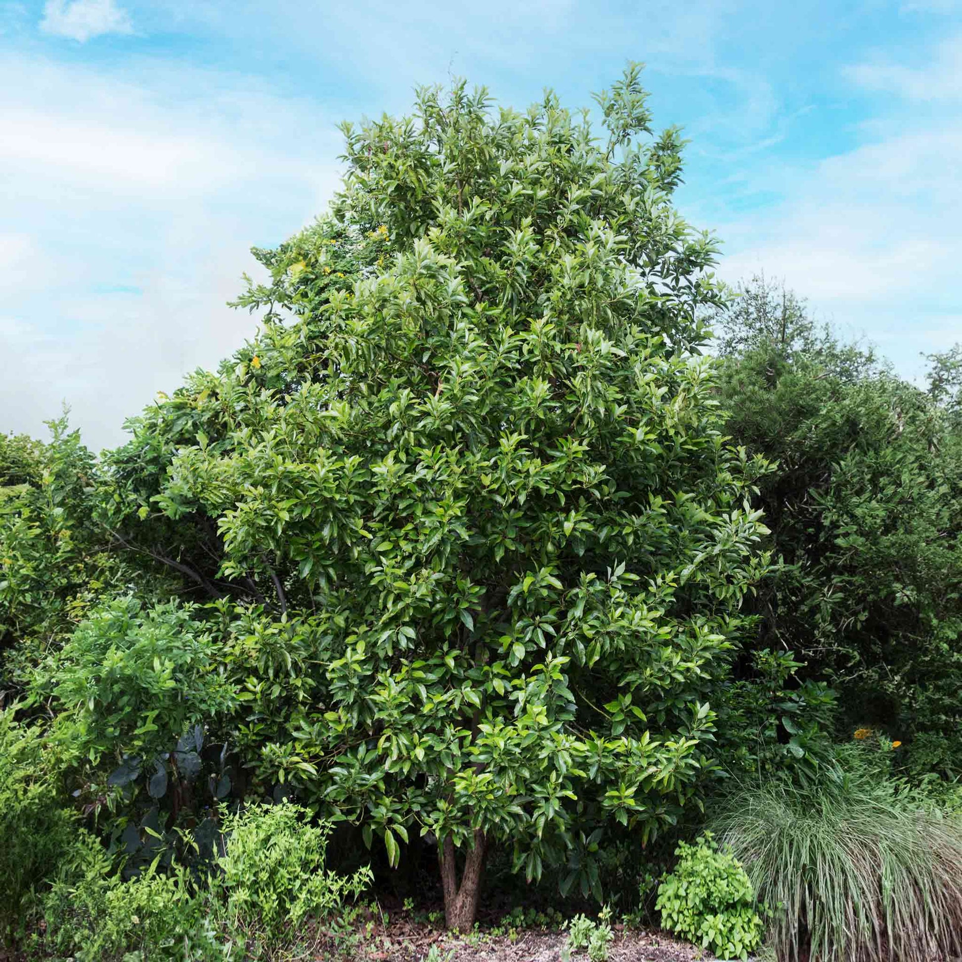Cold Hardy Avocado Tree plant with lush green leaves, Live Good Logistics brand on Tampa Home & Garden Store