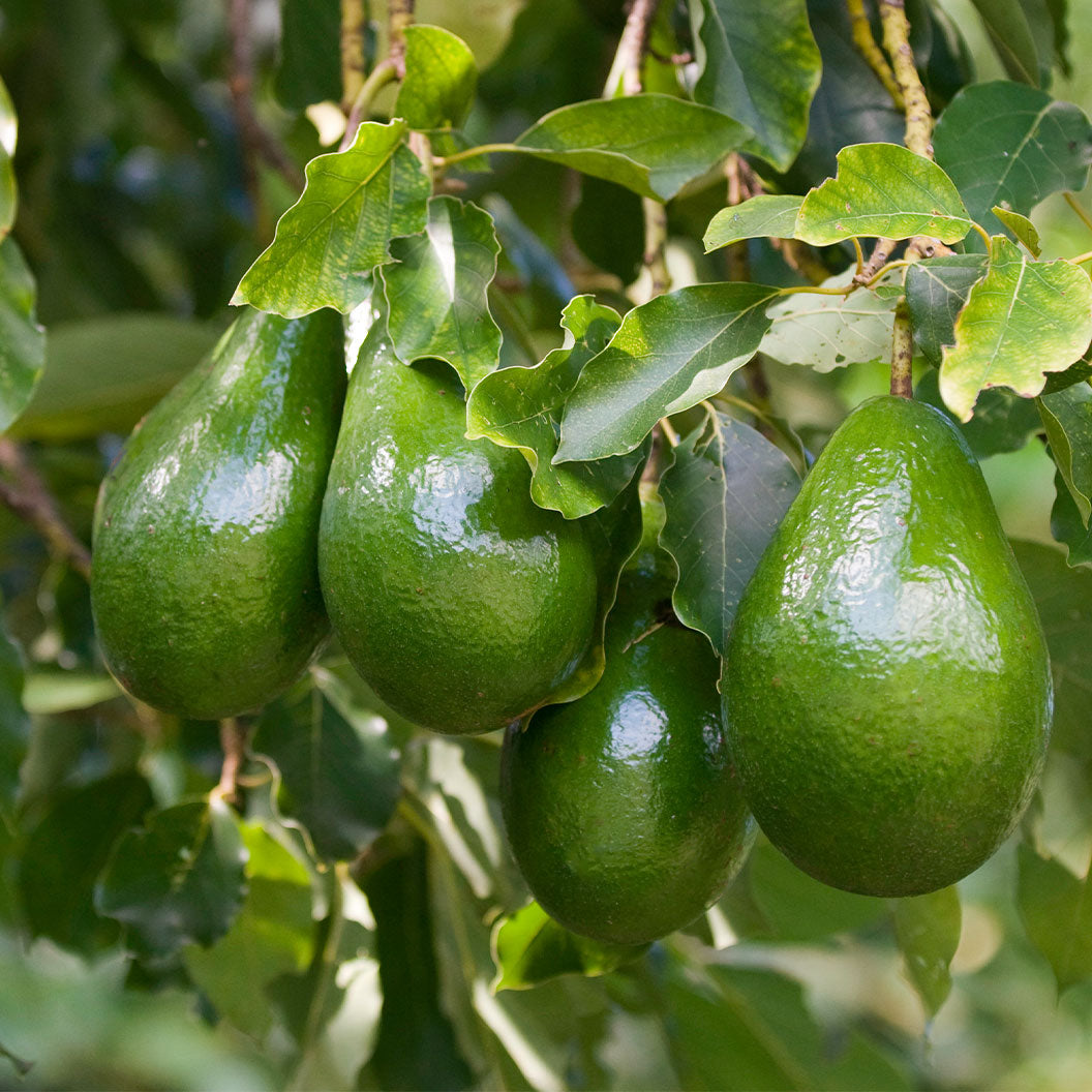 Cold Hardy Avocado Tree plant with 4 glossy green avocados on leafy branches on Tampa Home & Garden Store