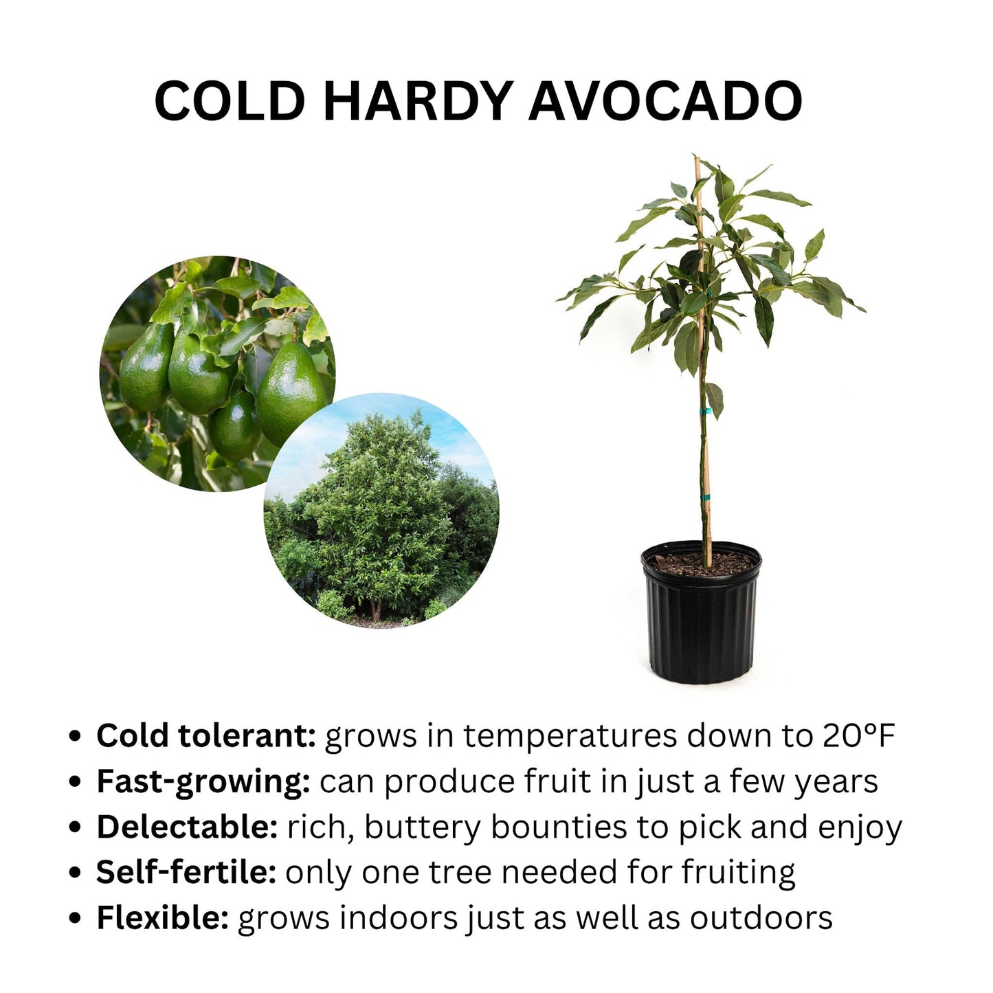 Cold Hardy Avocado Tree, Live Good Logistics brand, potted indoor/outdoor plant with glossy green leaves on Tampa Home & Garden Store
