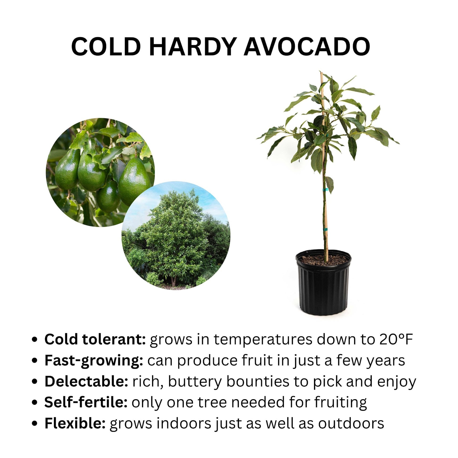 Cold Hardy Avocado Tree, Live Good Logistics brand, potted indoor/outdoor plant with glossy green leaves on Tampa Home & Garden Store