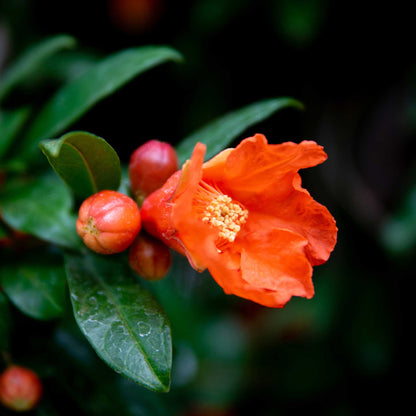 Cold Hardy Red Pomegranate plant with orange bloom and green leaves Live Good Logistics on Tampa Home & Garden Store
